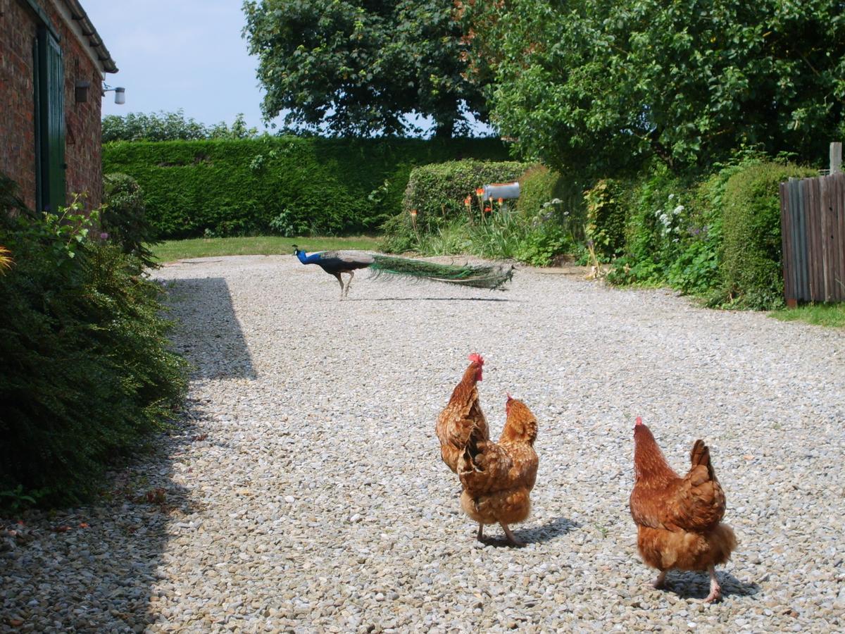 Hazelwood Farm B&B Easingwold Exterior foto